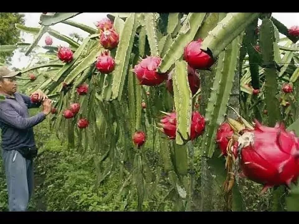 Питахайя в природе фото Vídeo mostrando uma maneira interessante de plantio. Dragon fruit plant, How to 