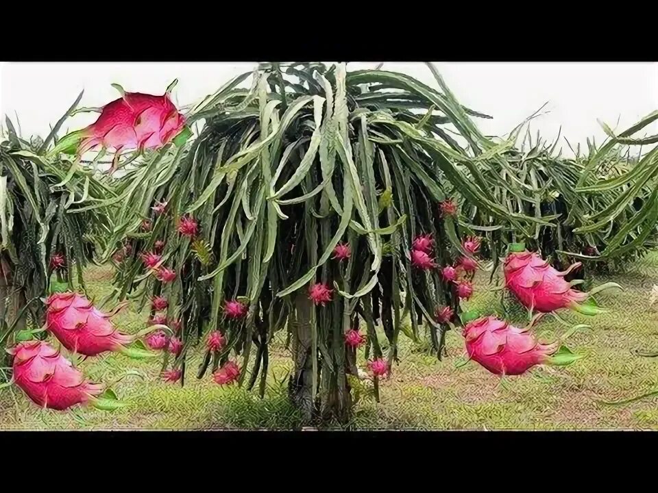 Питахайя в природе фото Dragon Fruit Planting Experiment Dragon Fruit Garden - YouTube Dragon fruit gard