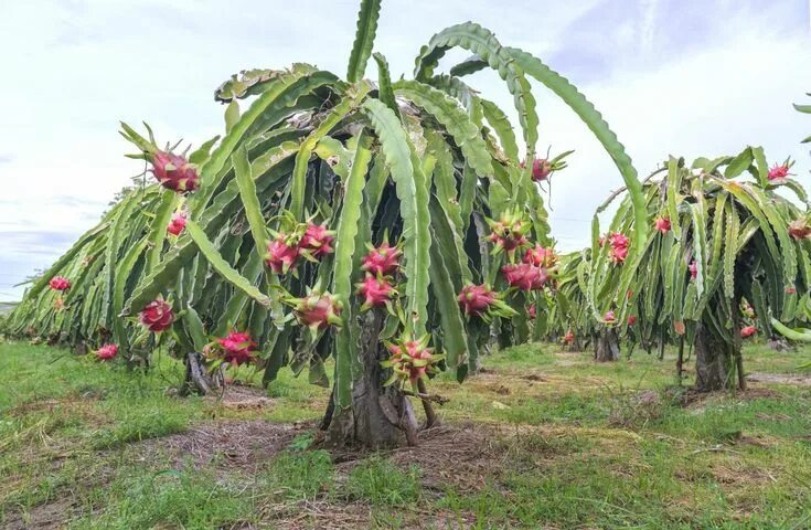 Питахайя в природе фото Dragon Fruit (Pitaya) Cactus Dragon fruit plant, Fruit plants, Dragon fruit