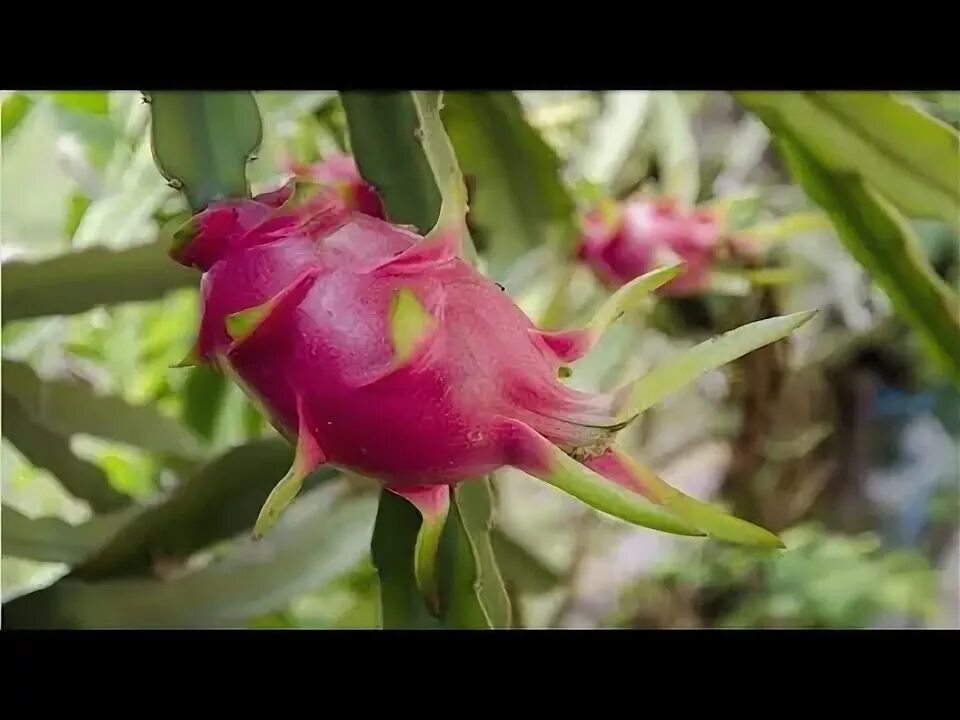 Питахайя в природе фото បច្ចេកទេសដាំ ស្រកានាគ នៅក្នុង ផើង Dragon Fruit Planting Technique In Pot - YouTu