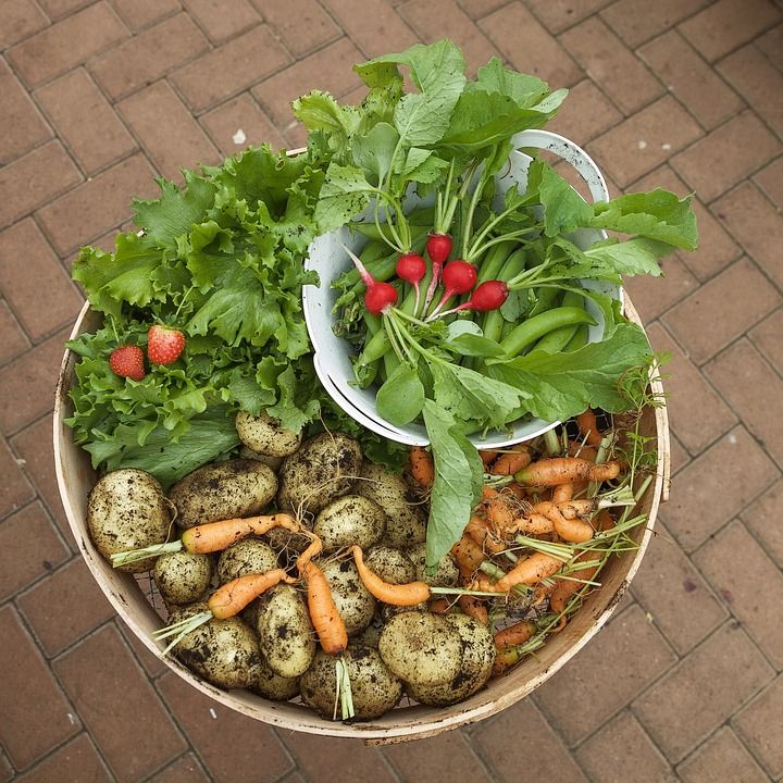 Питания в саду фото Organic Gardening Tips - Growing Tomatoes (With images) Organic gardening tips, 
