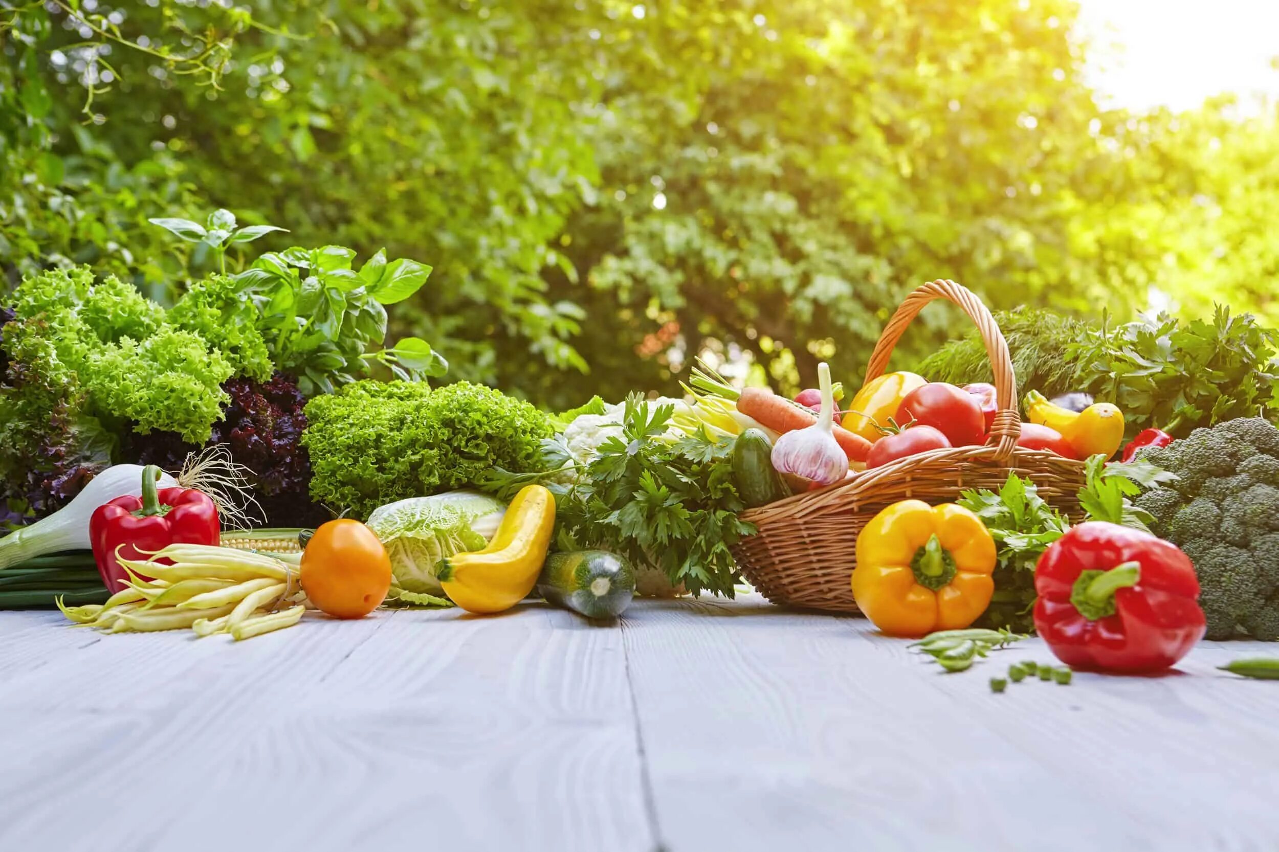 Питания в саду фото Portrait de l’accès à la saine alimentation au Québec 100