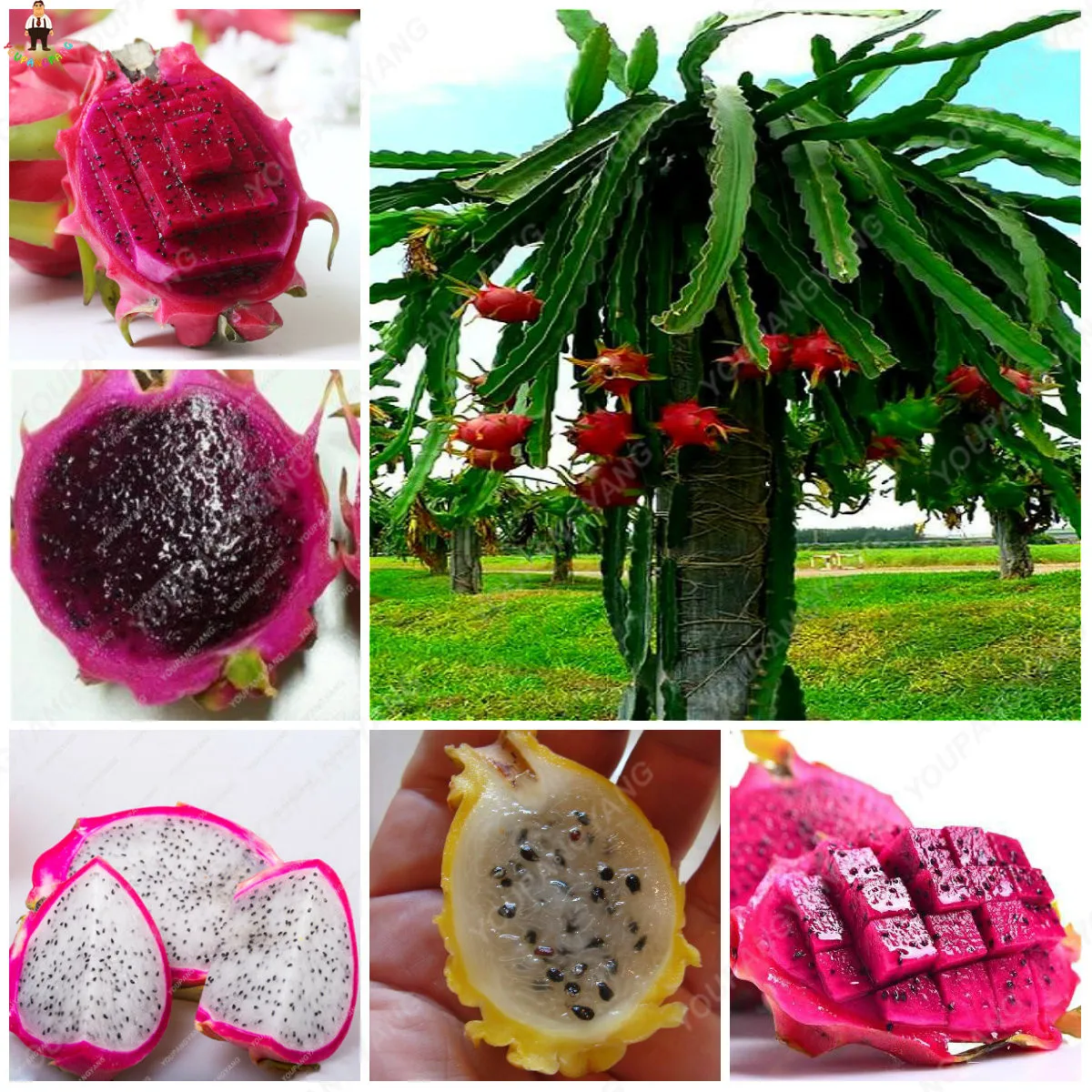 Питая фото фрукт 50pcs Rare Red Heart Pitaya Planting Bonsai Very Delicious Fruit Tree Dragon Fru