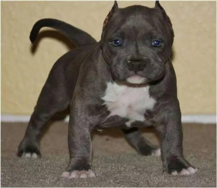 Питбуль 1 месяц фото Image result for what is a pocket pit Pitbull puppies, Bull terrier dog, Pet dog