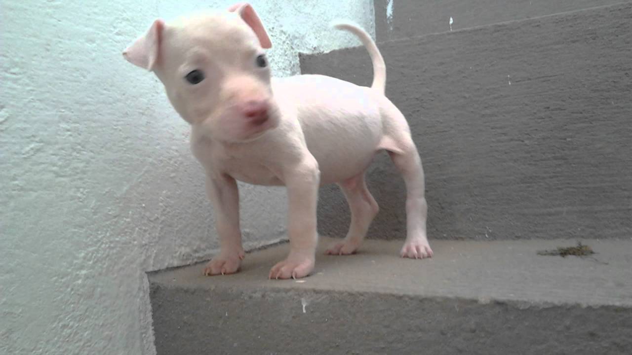 Питбуль 1 месяц фото Meu Pitbull De 20 dias ate 1 mes e meio - YouTube