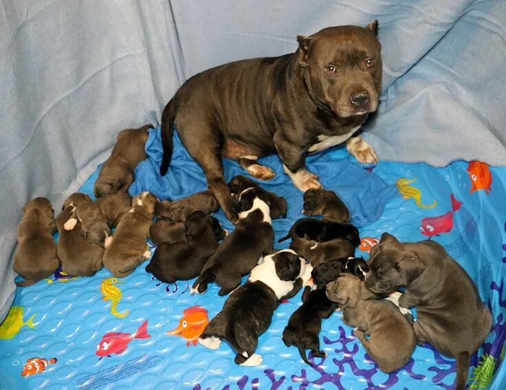 Питбуль 1 месяц фото Pitbulls, American pitbull terrier, Pitbull kennels