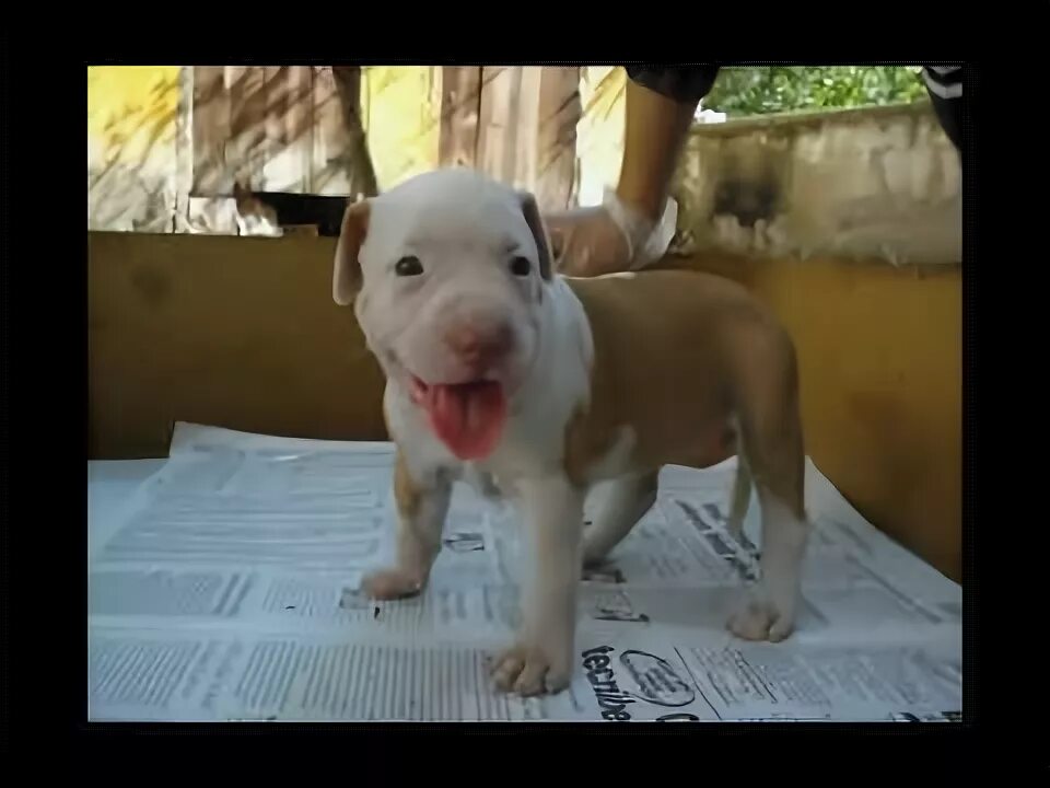 Питбуль 1 месяц фото pitbul fotoraflar - YouTube