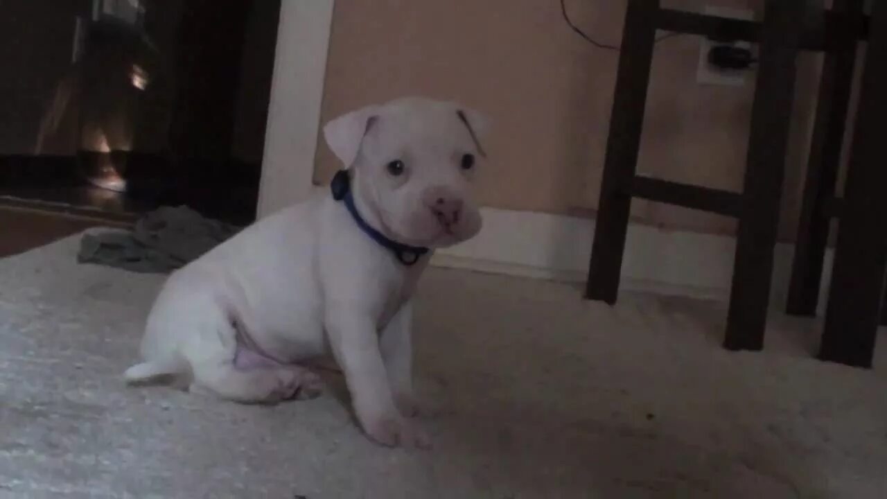 Питбуль 1 месяц фото One Month old puppy pitbull - YouTube
