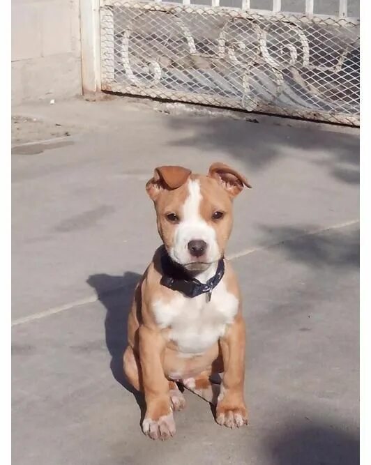 Питбуль 2 месяца фото Do you have a pit bull? Then click my bio! Get your necklace! Double tap please 