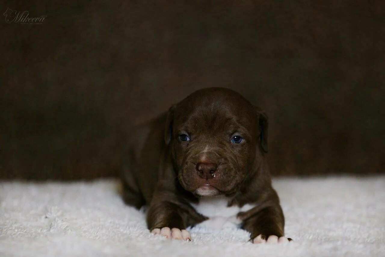 Питбуль 2 месяца фото American Pit Bull Terrier