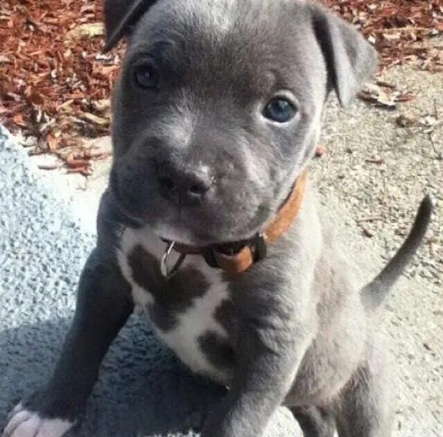 Питбуль 2 месяца фото Pin on Puppies!