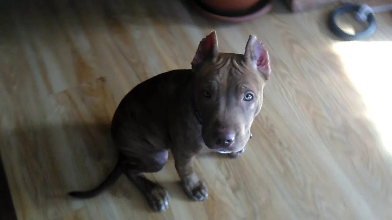 Питбуль 2 месяца фото Питбуль Ася. 4 месяца . American pit bull terrier. Asya. - YouTube
