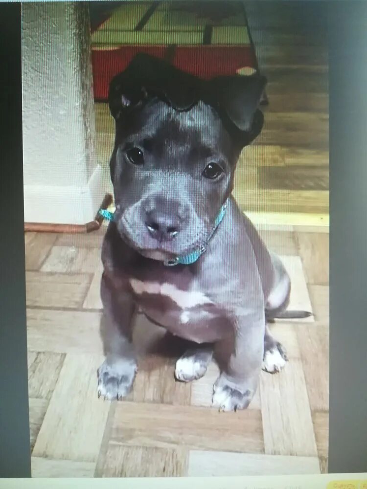 Питбуль 3 месяца фото Create meme "puppy Pitbull 3 months, Staffordshire bull Terrier, puppies pit bul