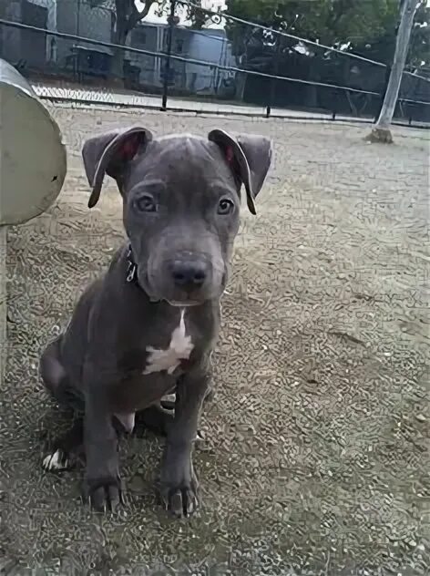 Питбуль 3 месяца фото 76 Pits ideas pitbulls, pitbull puppies, dogs and puppies