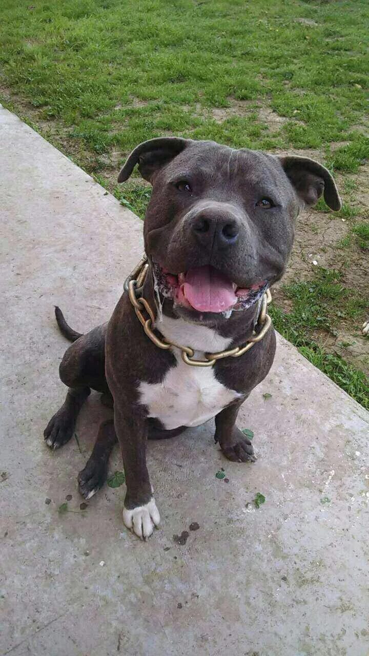 Питбуль 5 месяцев фото american pitbull terrier 4 months online