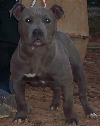 Питбуль 6 месяцев фото nuvet plus wafers Go Pitbull Forums