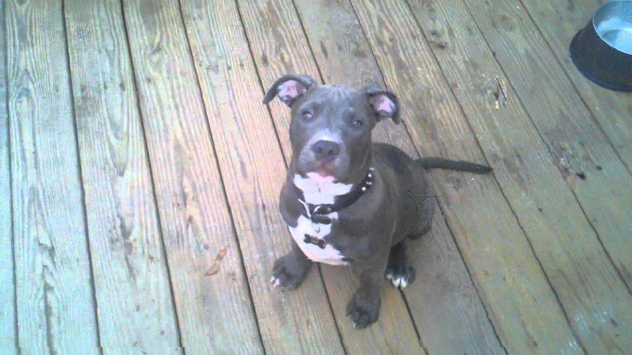 Питбуль 7 месяцев фото Blue nose pit bull 2 months old - YouTube
