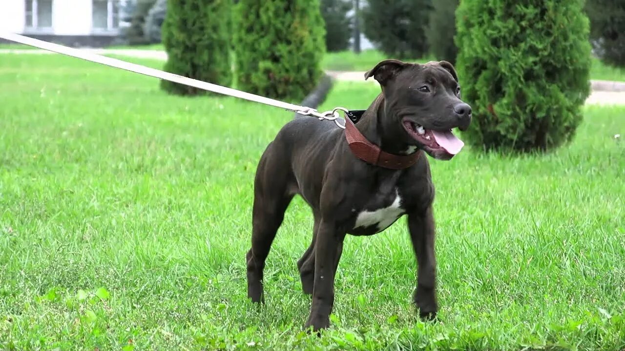 Питбуль 7 месяцев фото American Pit Bull Terrier АПБТ Салли Айрон Вилл 6 мес. - YouTube