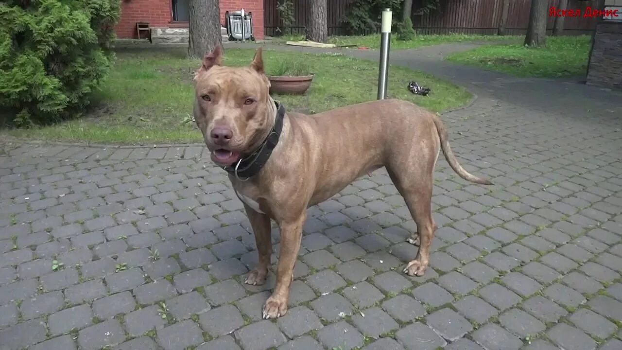 Питбуль 7 месяцев фото Питбуль Ася 1 год 7 месяцев. American pit bull terrier Asya. - YouTube