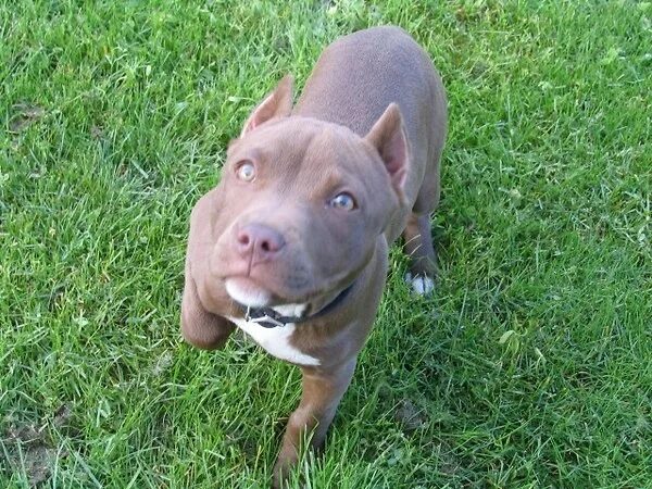 Питбуль 7 месяцев фото Pin on DOGGIES