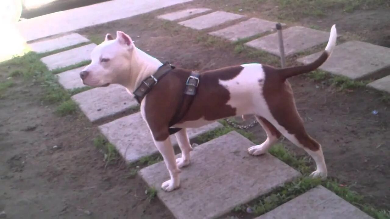 Питбуль 7 месяцев фото Pitbull 6 meses - YouTube