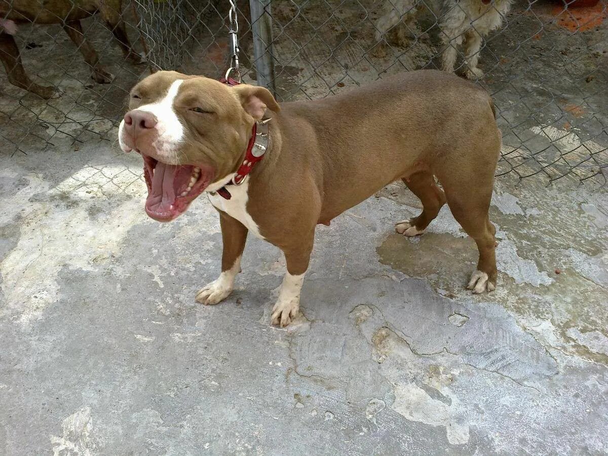 Питбуль 8 месяцев фото Red Nose Pitbull Wallpapers Wallpaper Cave American Red Nose Pitbull Puppies Gol