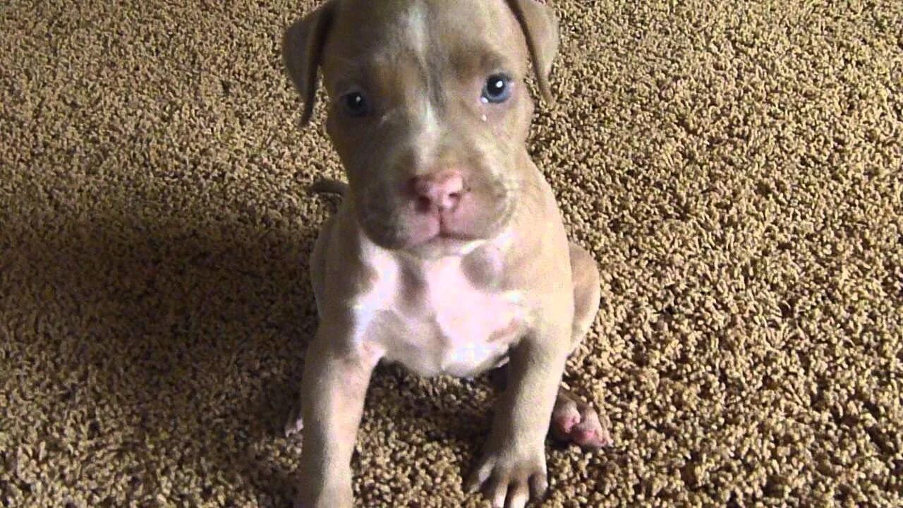 Питбуль 8 месяцев фото blue fawn pitbull puppy one month old!! - YouTube