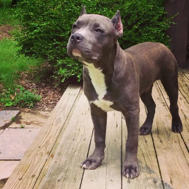 Питбуль 8 месяцев фото My 5 month old, blue Pitbull puppy ... Kaius Pitbull puppies, Puppies, Pit bull 