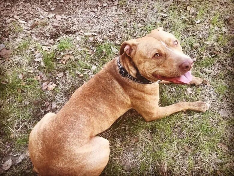 Питбуль 8 месяцев фото Red Nose Pitbull 101: What You Need to Know - K9 Web