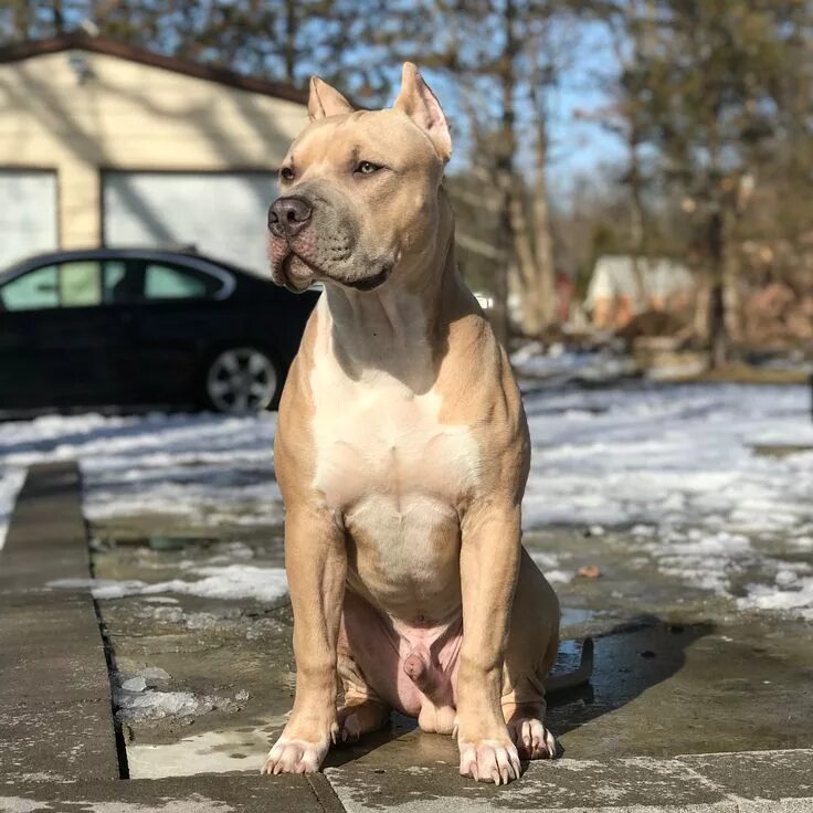 Питбуль 8 месяцев фото XDP’s Draco soaking up that Ohio ☀ on a brisk winter day. This dude isn’t even 6