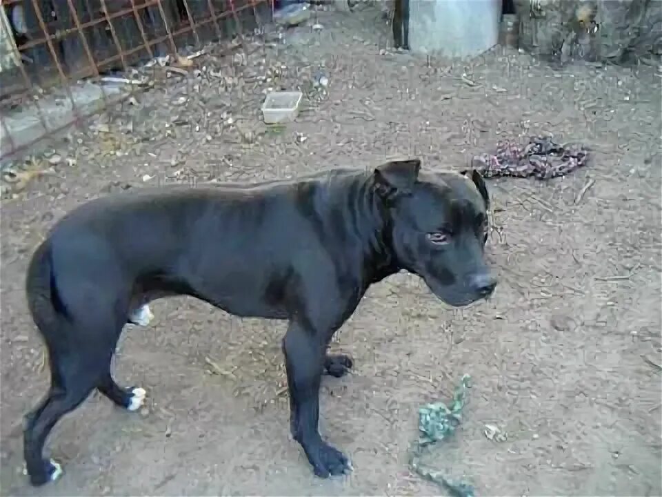 Питбуль 8 месяцев фото Black American Pit Bull Terrier Play for real 2 - YouTube