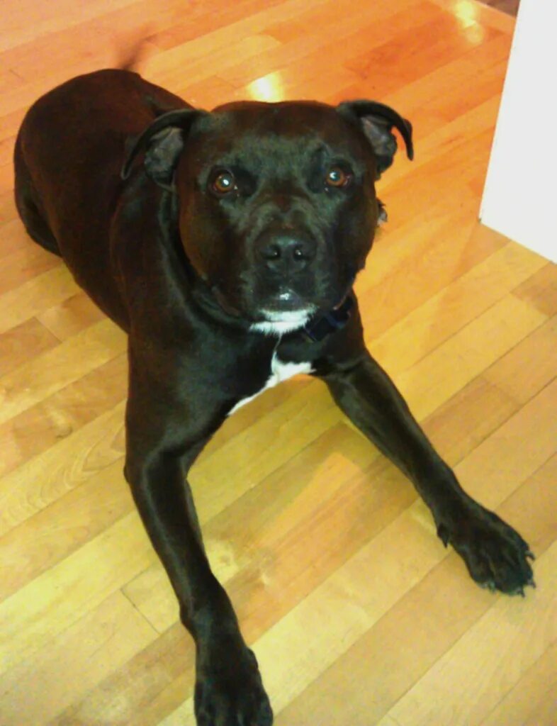 Питбуль 8 месяцев фото Pitbull With Tail