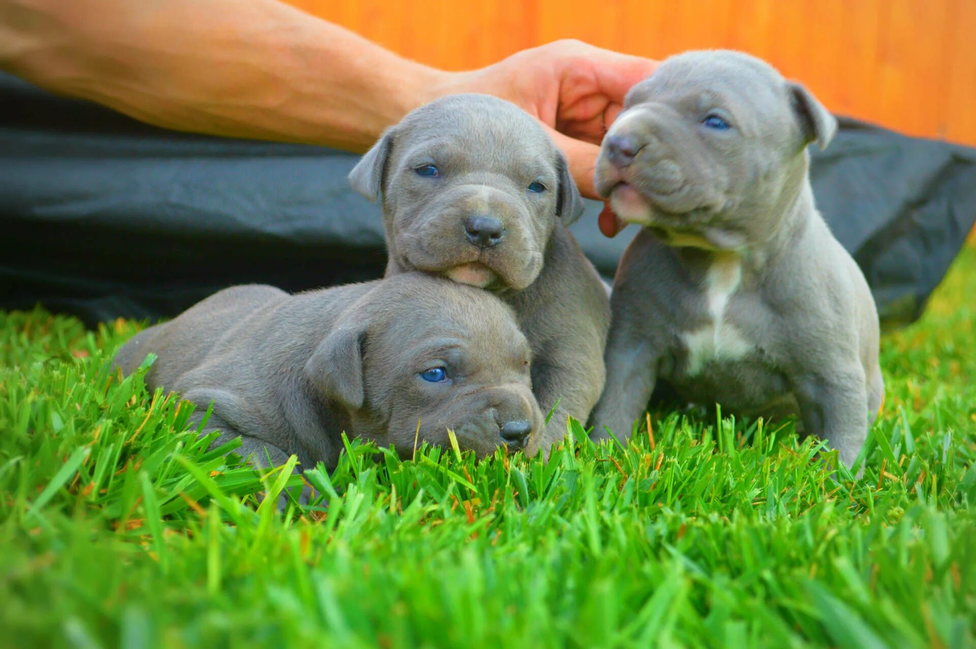 Питбуль фото купить щенка Download Cute Grey Pitbull Puppies Wallpaper Wallpapers.com