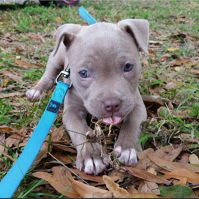 Питбуль фото купить щенка http://www.MyPitbullShop.com #pitbull #pitbulls #instadog #puppy #pup #cute #eye