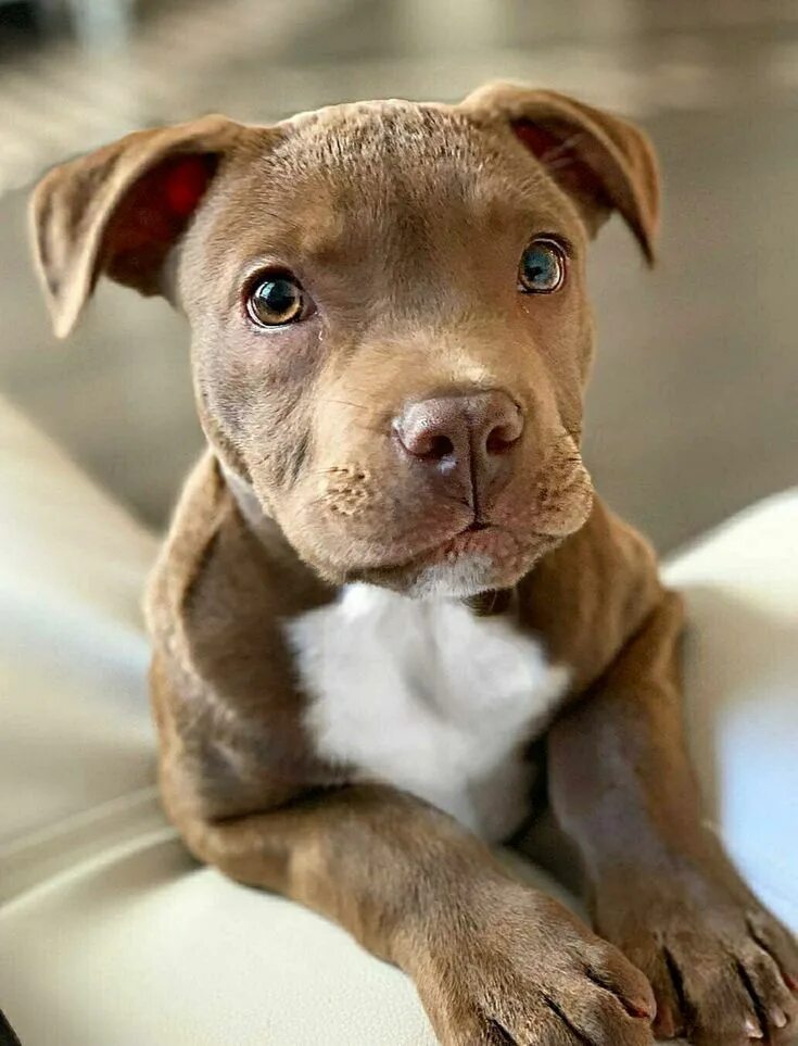 Питбуль фото купить щенка Pin on Amstaff/Bullies & Co Cute animals, Cute dogs, Pitbull puppies