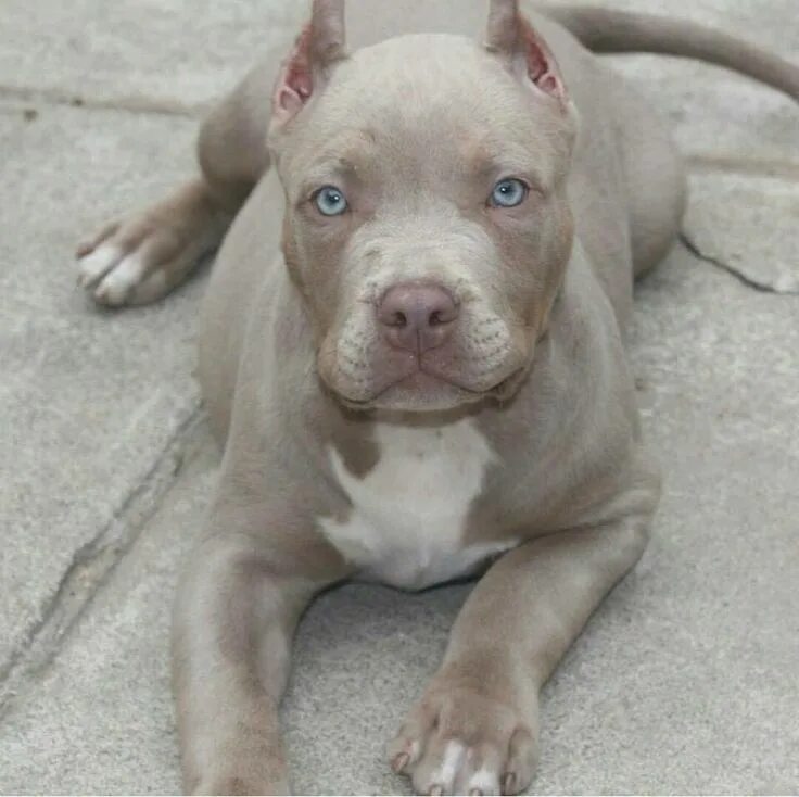 Питбуль фото купить щенка Pinterest Pitbull puppies, Nanny dog, Bully dog