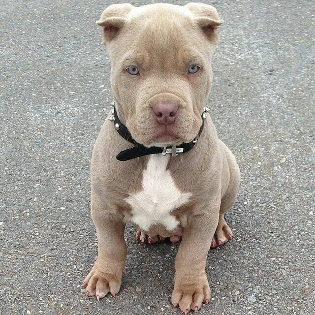 Питбуль фото купить щенка Pin de ОКСАНА НЕУСТРОЕВА en Собаки. Perros y cachorros lindos, Razas de perros p