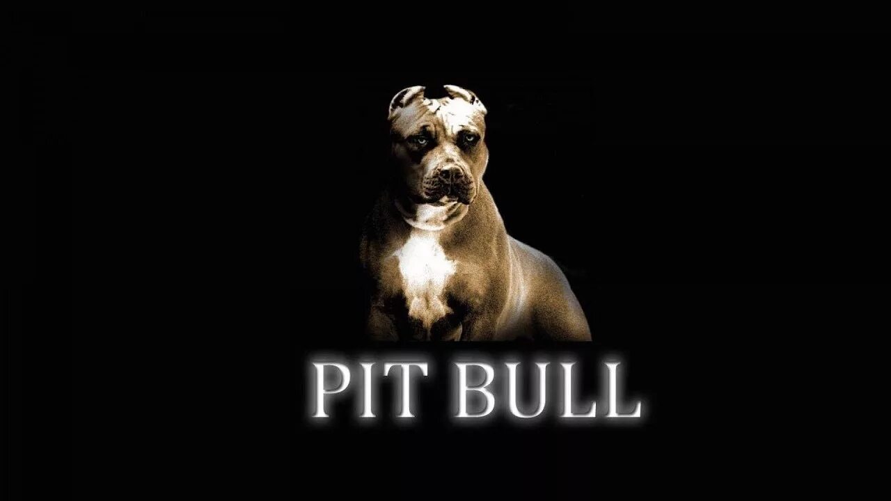 Питбуль фото на обои ♛ PitBull COD+VIP+FDL ♛ - YouTube
