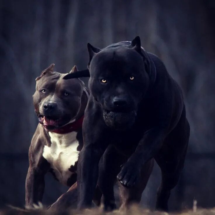 Питбуль фото на обои Pitbull Worlds (@pitbull.worlds) posted on Instagram: "Which pup is your favorit