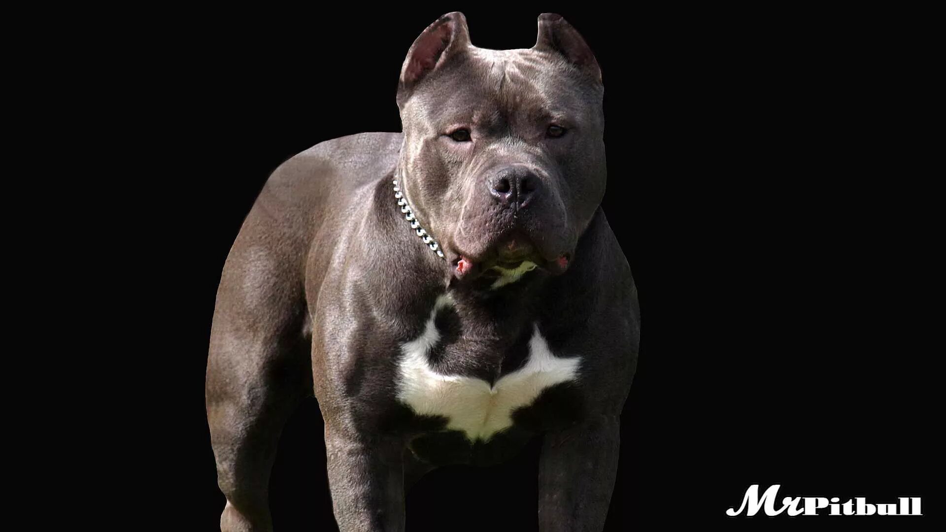 Питбуль фото на обои mini pitbull terrier for sale - Best Deals Online - Up To 73% Off