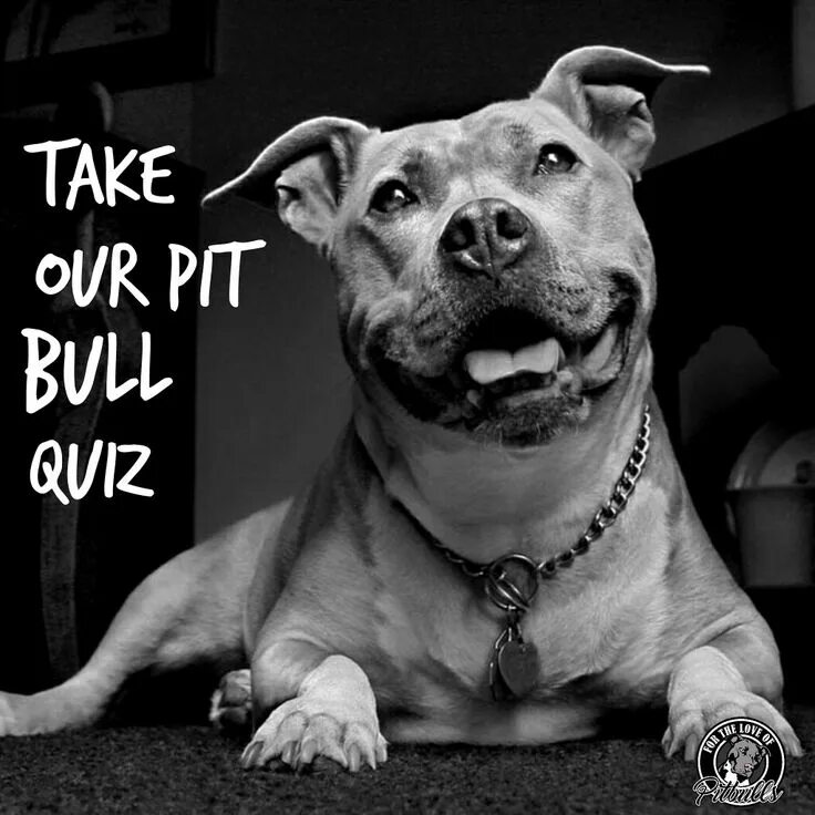 Питбуль фото на обои How Much Do You Know About Pit Bulls? Pitbulls, Pitbull wallpaper, Pitbull puppi