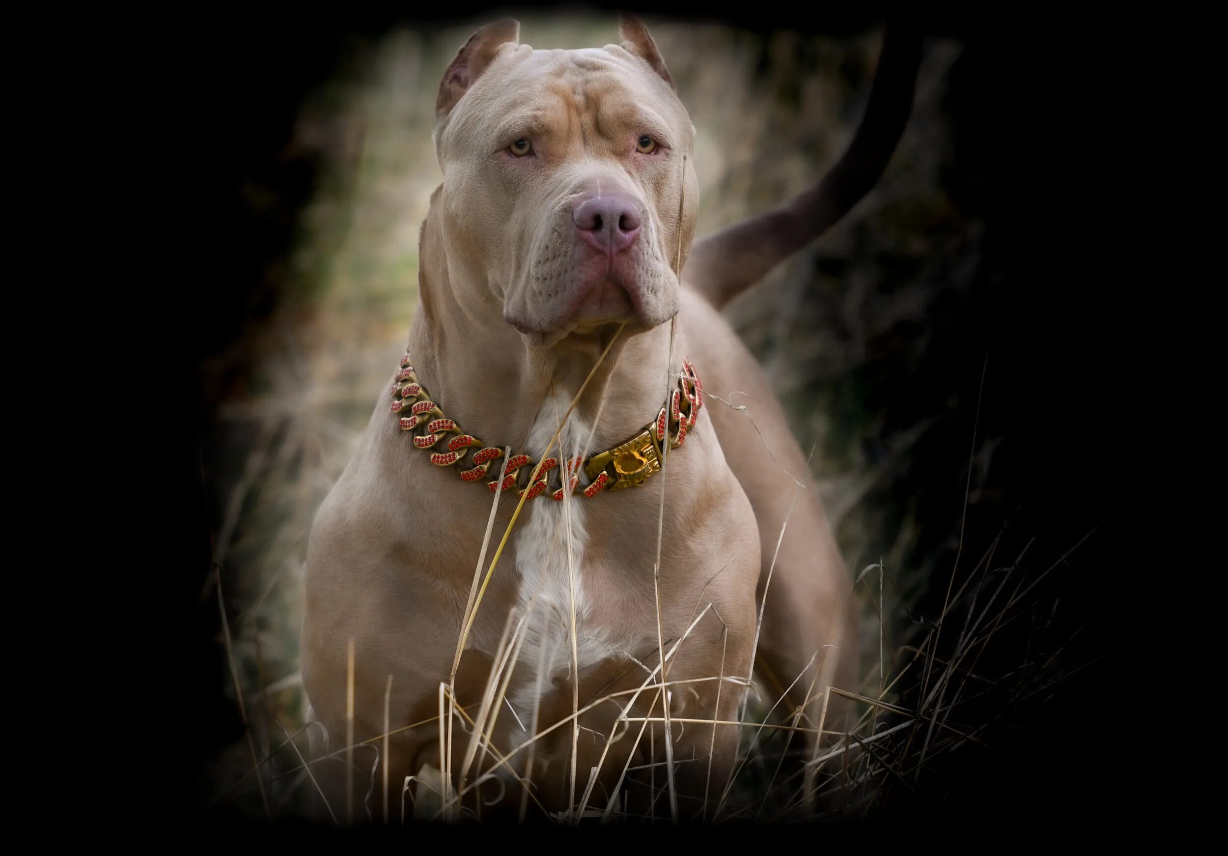 Питбуль фото на обои XXL Merle Tri Blue Pitbull Bully Females-Swag Kennels