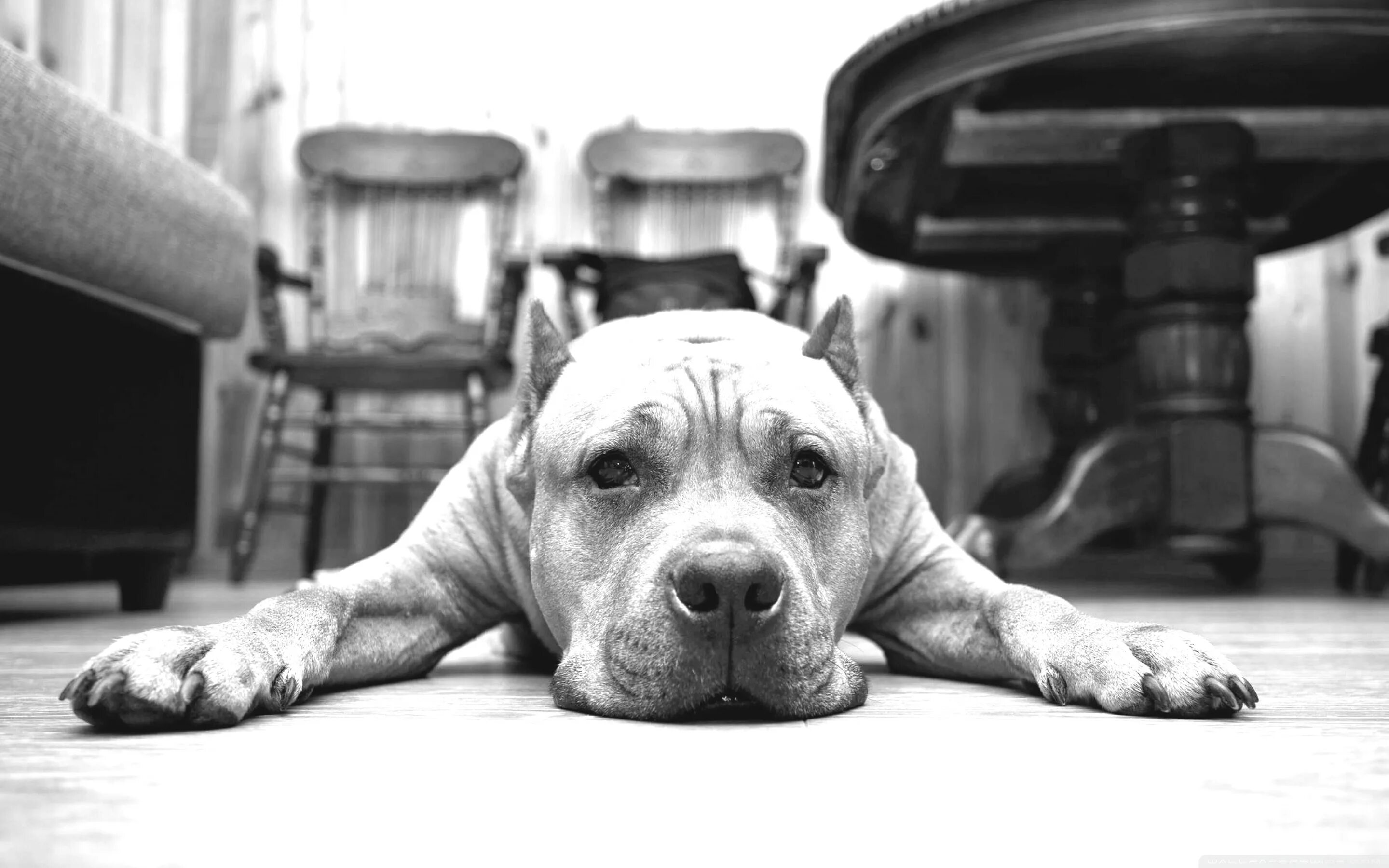 Питбуль фото на обои Dog Black and White Ultra HD Desktop Background Wallpaper for 4K UHD TV : Tablet