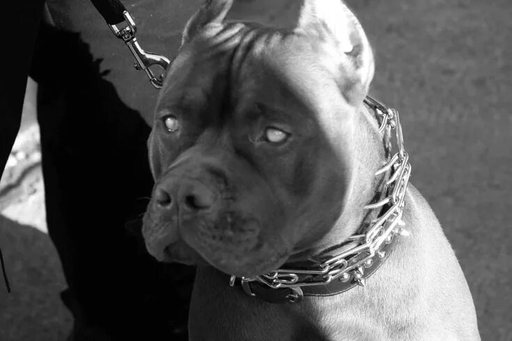 Питбуль фото на обои Dogo Argentino,pitbull y cane corso!