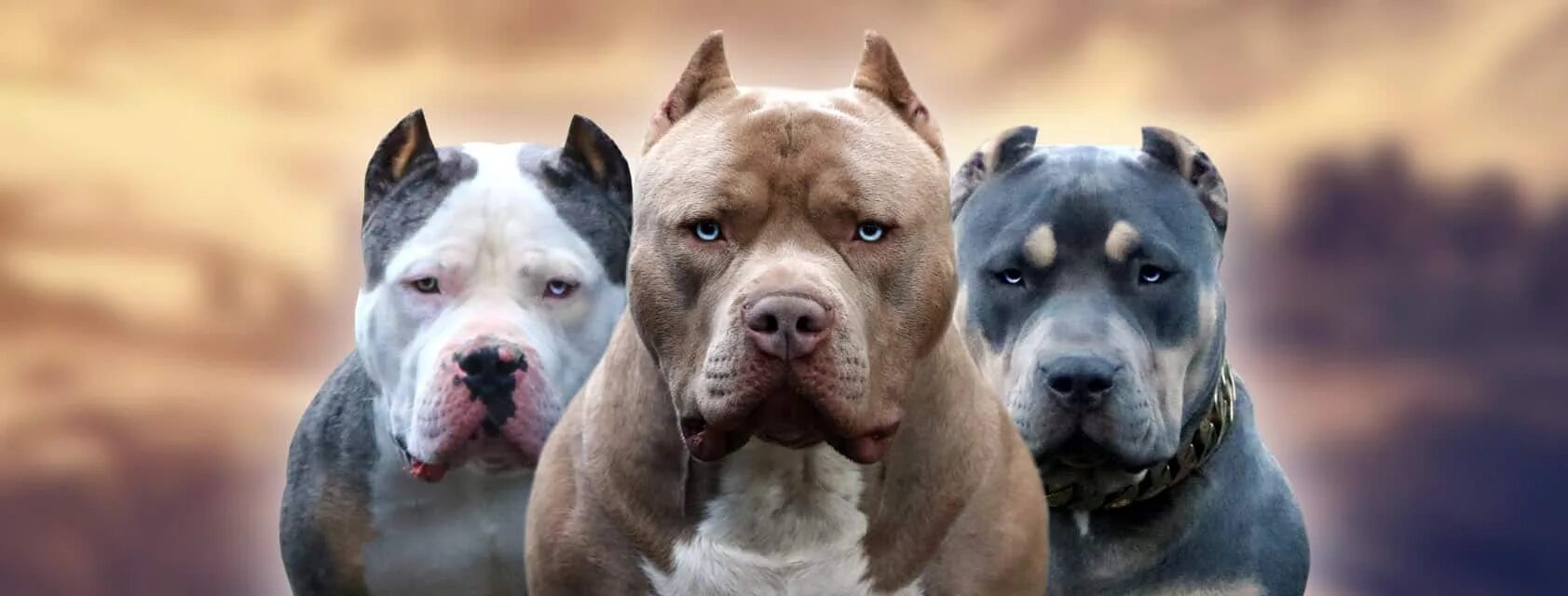 Питбуль фото на обои Xxl Pitbull Hulk Puppies For Sale Deals www.cifroclub.ru