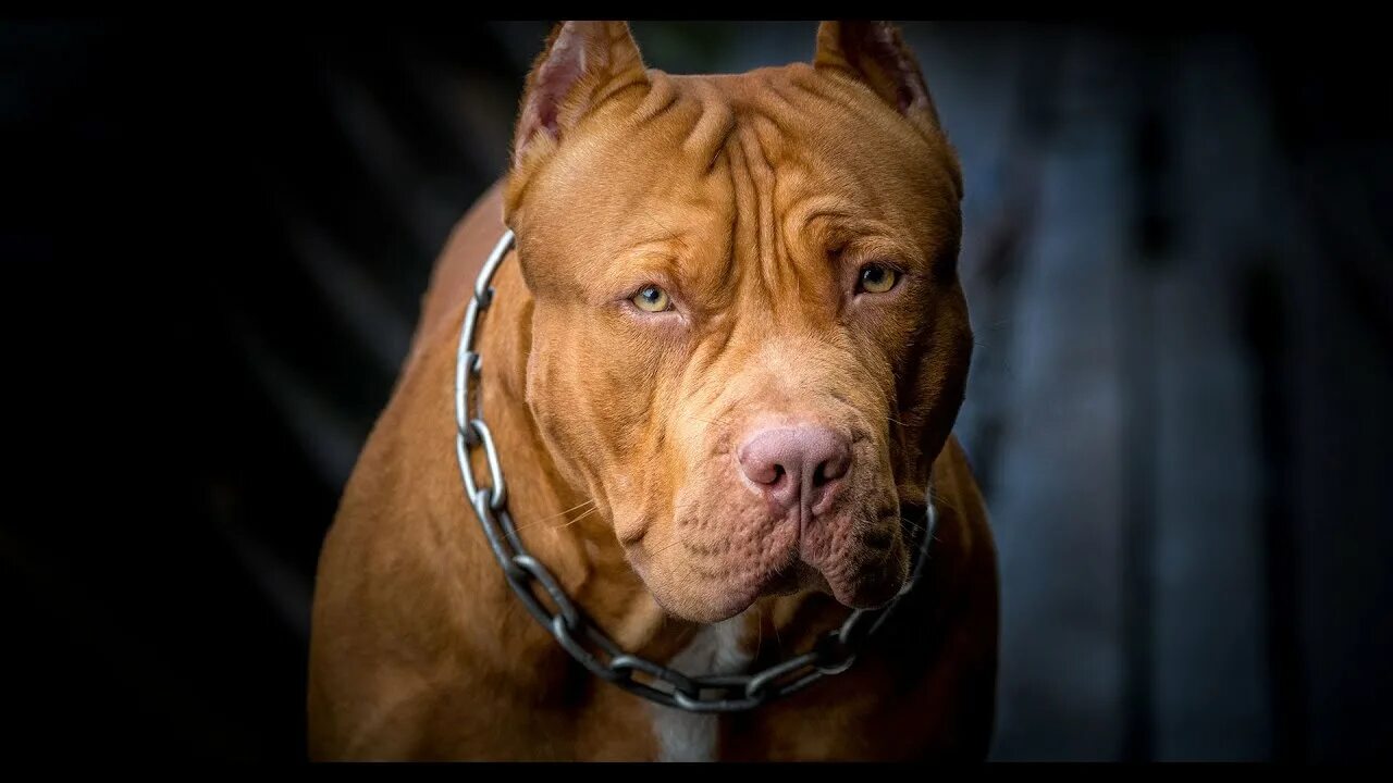 Питбуль фото на обои 10 Most Dangerous Dogs In The World 2020 Kool Fact - YouTube