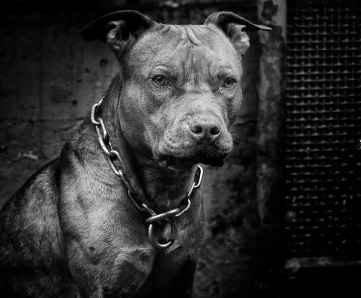 Питбуль фото на обои Why Does Warren Buffett Want Pit Bulls Instead Of Cocker Spaniels In The Boardro