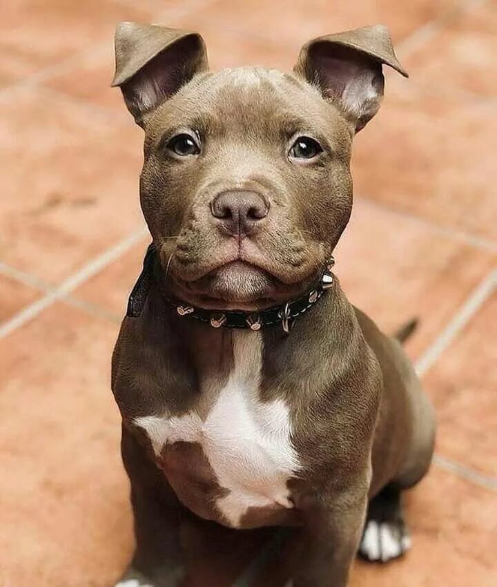 Питбуль фото щенки Pin by PITBULL'S DON'T JUDGE OR HATE on Pitbulls Very cute dogs, Cute dogs, Cute