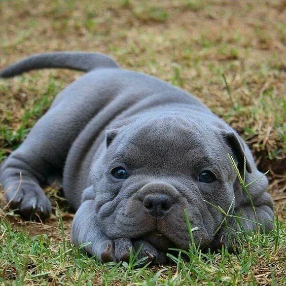 Питбуль фото щенки National Pit Bull Awareness Month: 9 Ways To Celebrate Baby animals, Cute baby a