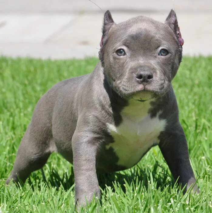 Питбуль фото щенки Pitbull Puppies for Sale Blue Pitbulls Puppies - Los Angeles Pitbull puppies, Pi